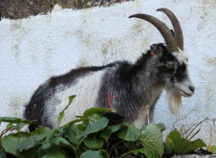 Cheddar Gorge goat 1