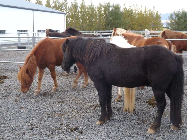 Icelandic horses are strong, sturdy but short, but are not referred to as ponies. They were bred on Iceland from breeds fetched over with the original Norwegian settlers.