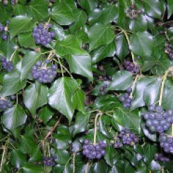 Hedera hibernica (Atlantic or Irish ivy) with berries in Hertfordshire UK in February. Author: Michael Maggs. Creative Commons