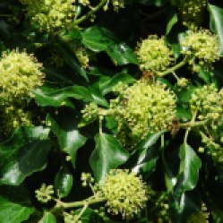 Hedera helix (Common ivy/English ivy/European ivy. When ivy flowers in September it is immediately crowded with bees and other nectar seekers. Source: Geograph.org.uk. Author:Alan Flyer. Creative Commons