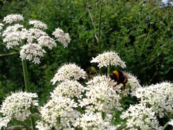 Bumble bee on hedge parsley down Plot Lane.