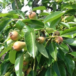 Pears developing back garden