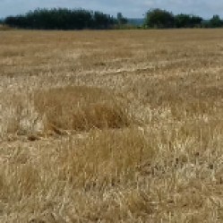 Harvested winter barley crop