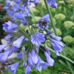 Honeybee collecting nectar in an agapanthus flower