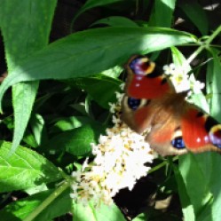 Peacock butterfly on the Buddleia davidii