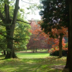 Autumn colours along the Long Walk 2