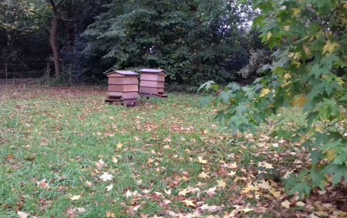 Bee hives at Rufford