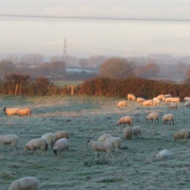 Sheep in a frosty field early morning on December 4