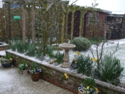 Snowy garden February 26