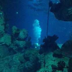 Diver in the main tank with feed